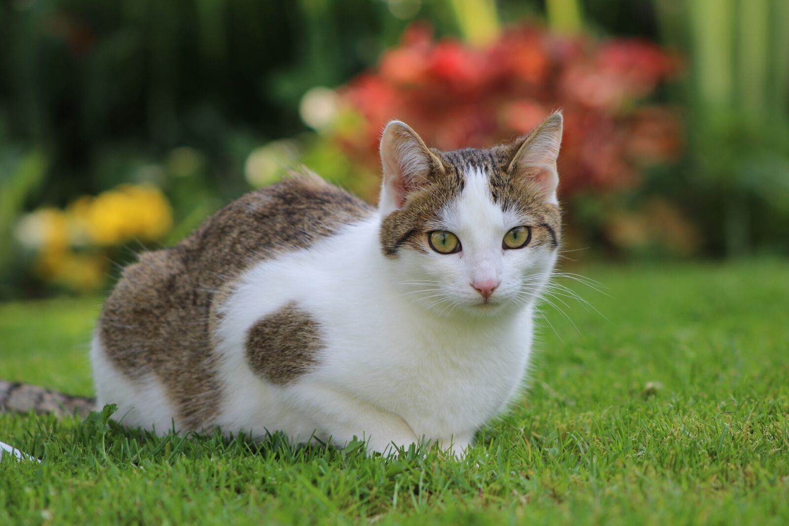 Canon EOS 600D (Rebel EOS T3i / EOS Kiss X5) sample photo. Pet, cat, cats photography