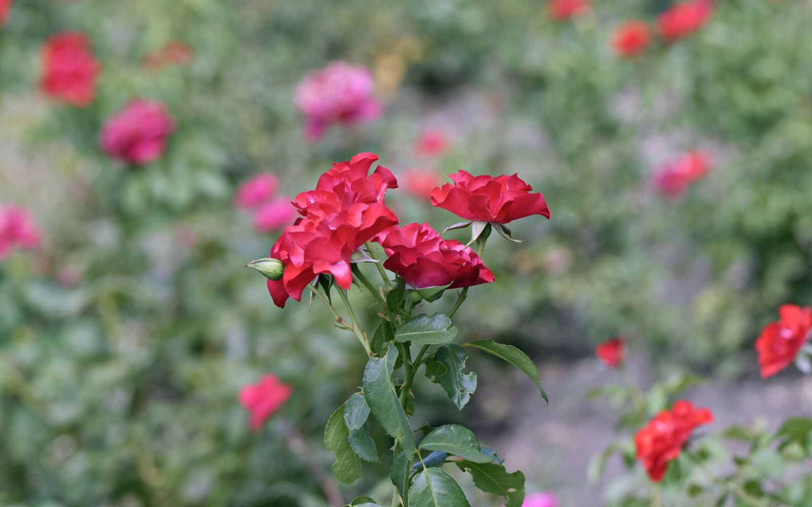 Nikon D5300 sample photo. Flowers, red, roses photography