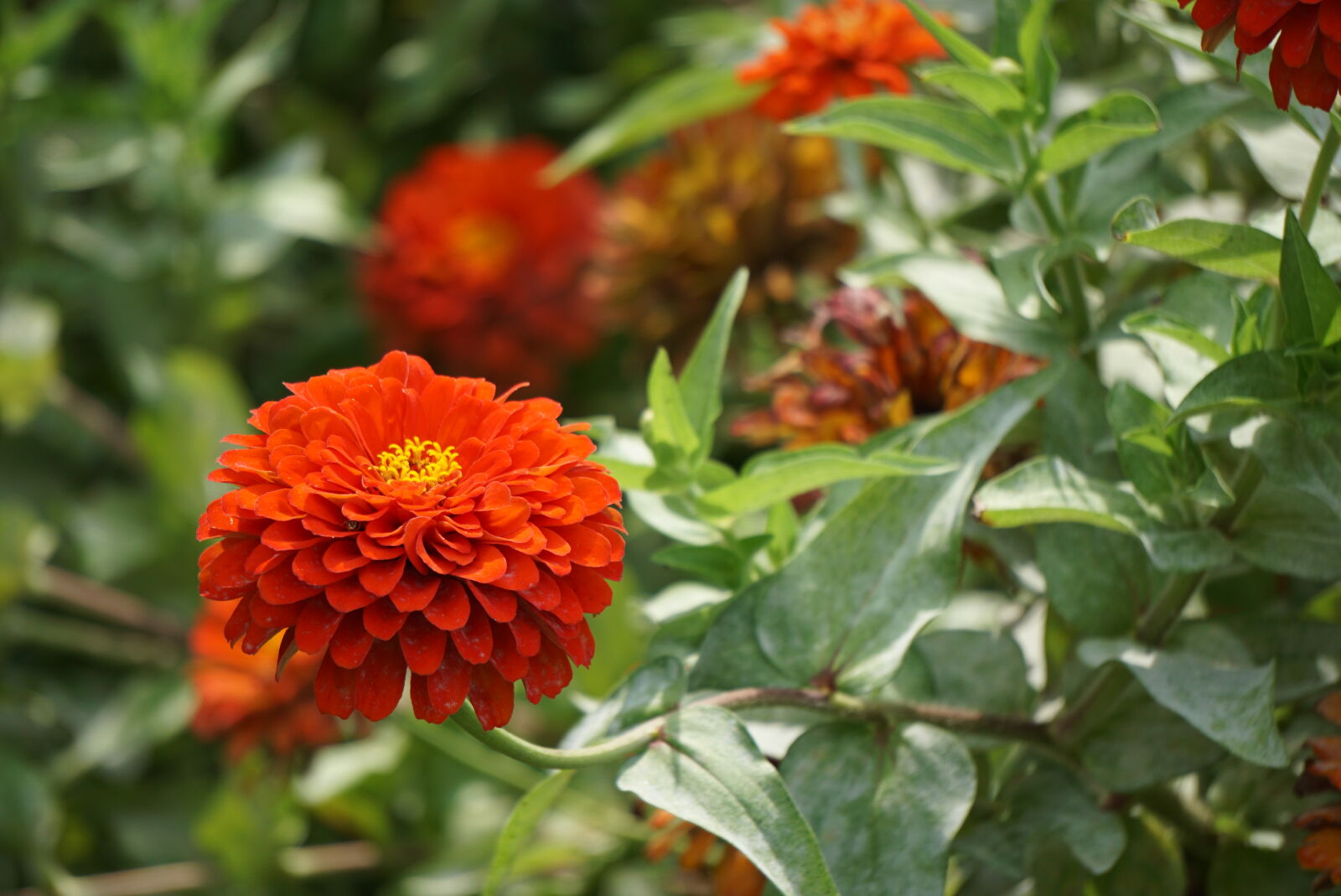 Sony a6000 sample photo