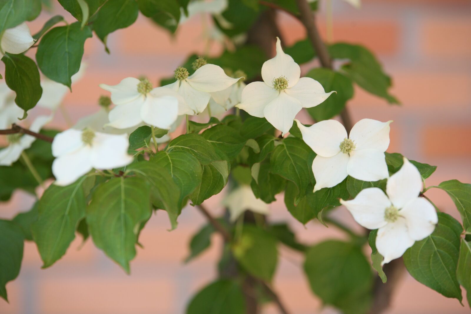 Canon EOS 5D sample photo. Osier, nature, flowers photography