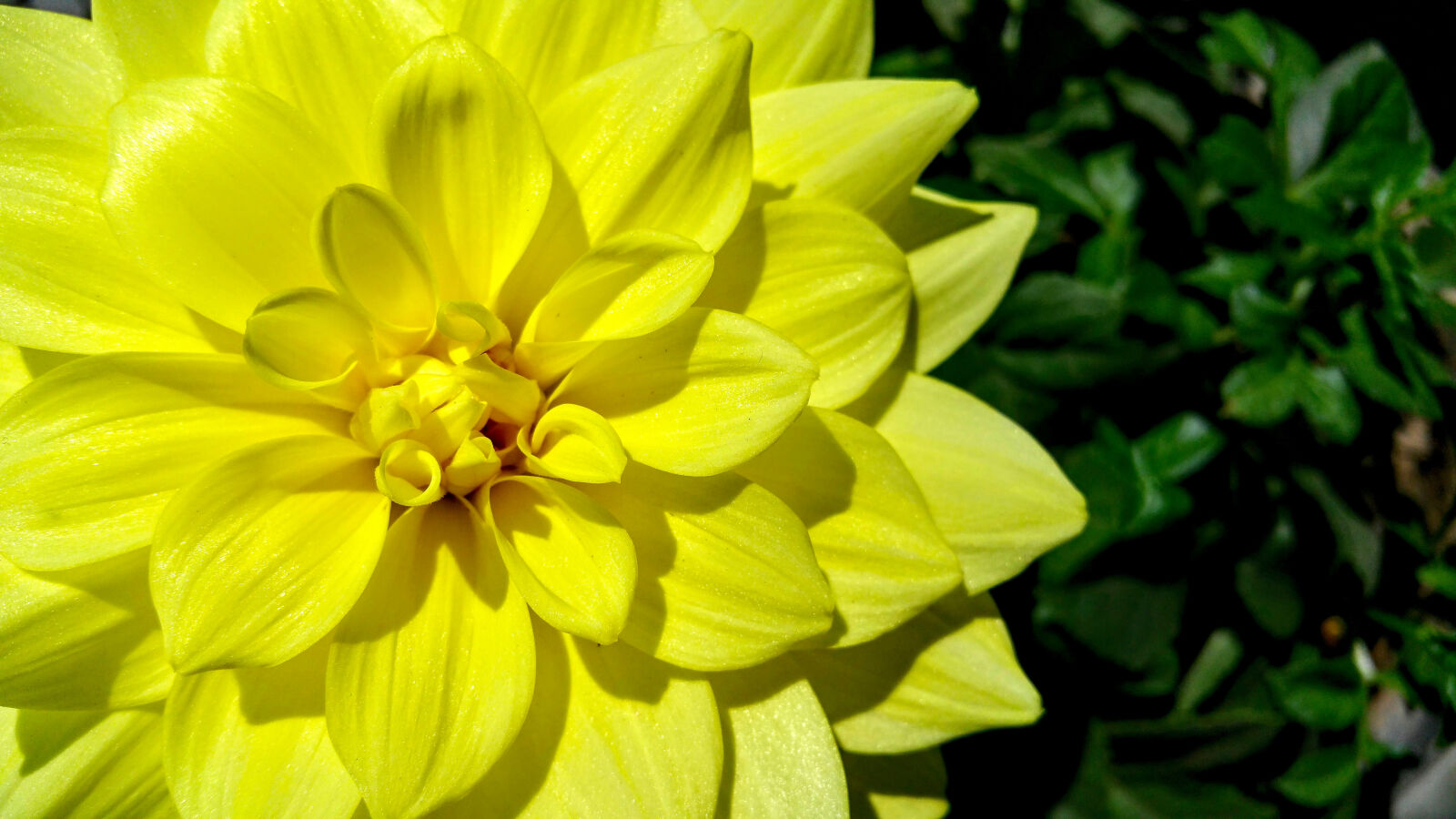 Samsung Galaxy Note4 sample photo. Beautiful, bloom, blooming, blur photography