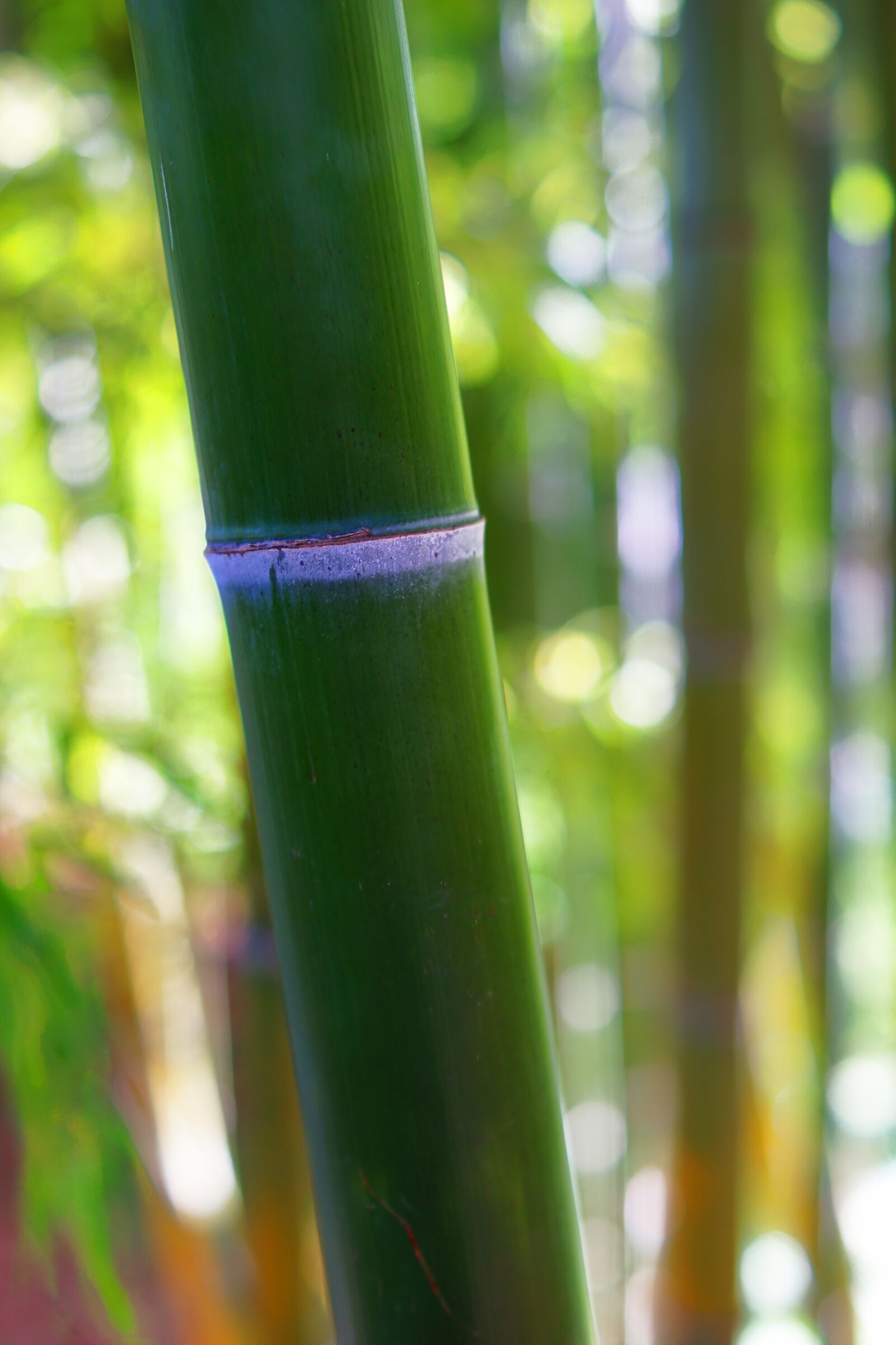 Sony SLT-A68 + Sony DT 35mm F1.8 SAM sample photo. Bamboo, plant, nature photography