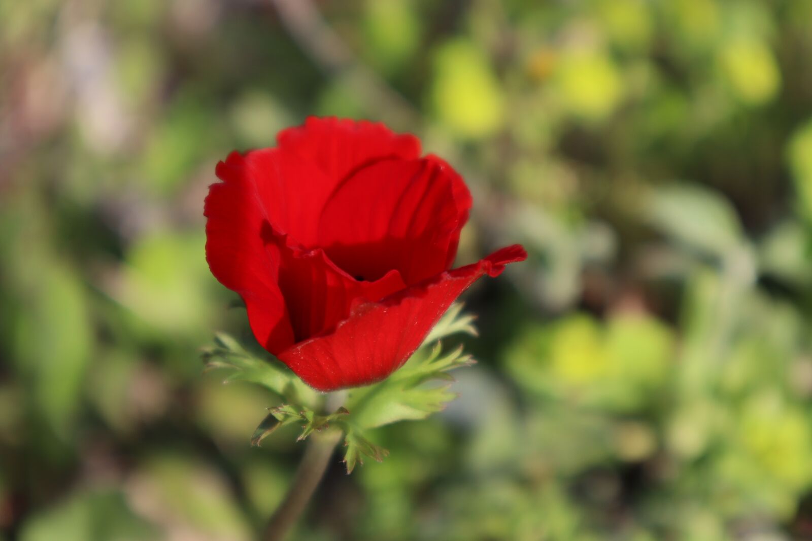Canon EOS M50 (EOS Kiss M) sample photo. Flowers, nature, spring photography
