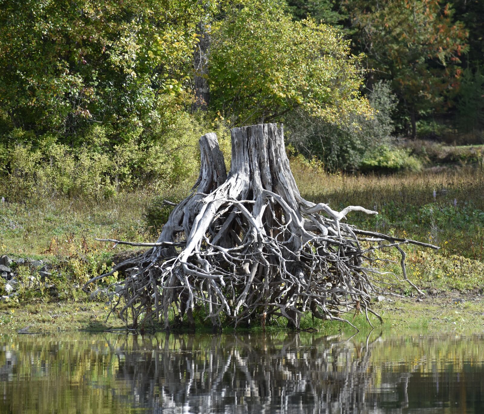 Nikon D3500 sample photo. Snag, dead tree, river photography