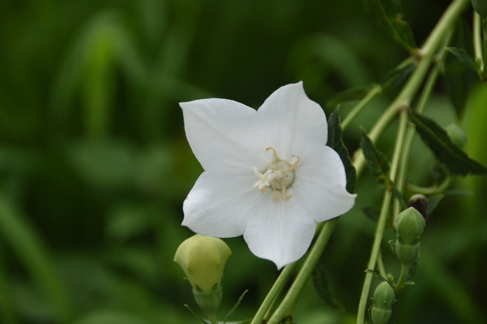 Nikon D7200 sample photo. Plants, flowers, nature photography