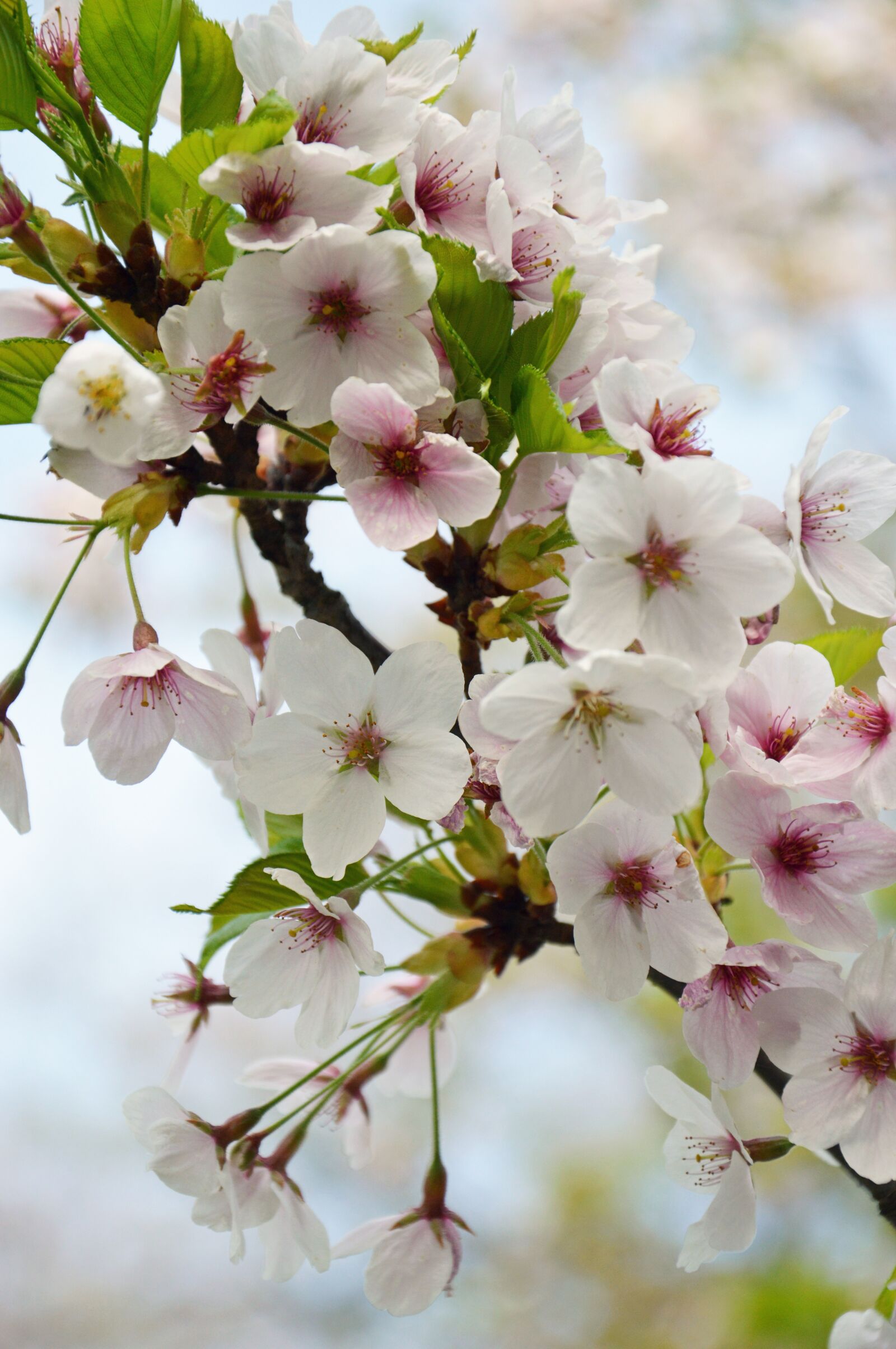 Nikon D3200 sample photo. Cherry blossoms, flowers, nature photography