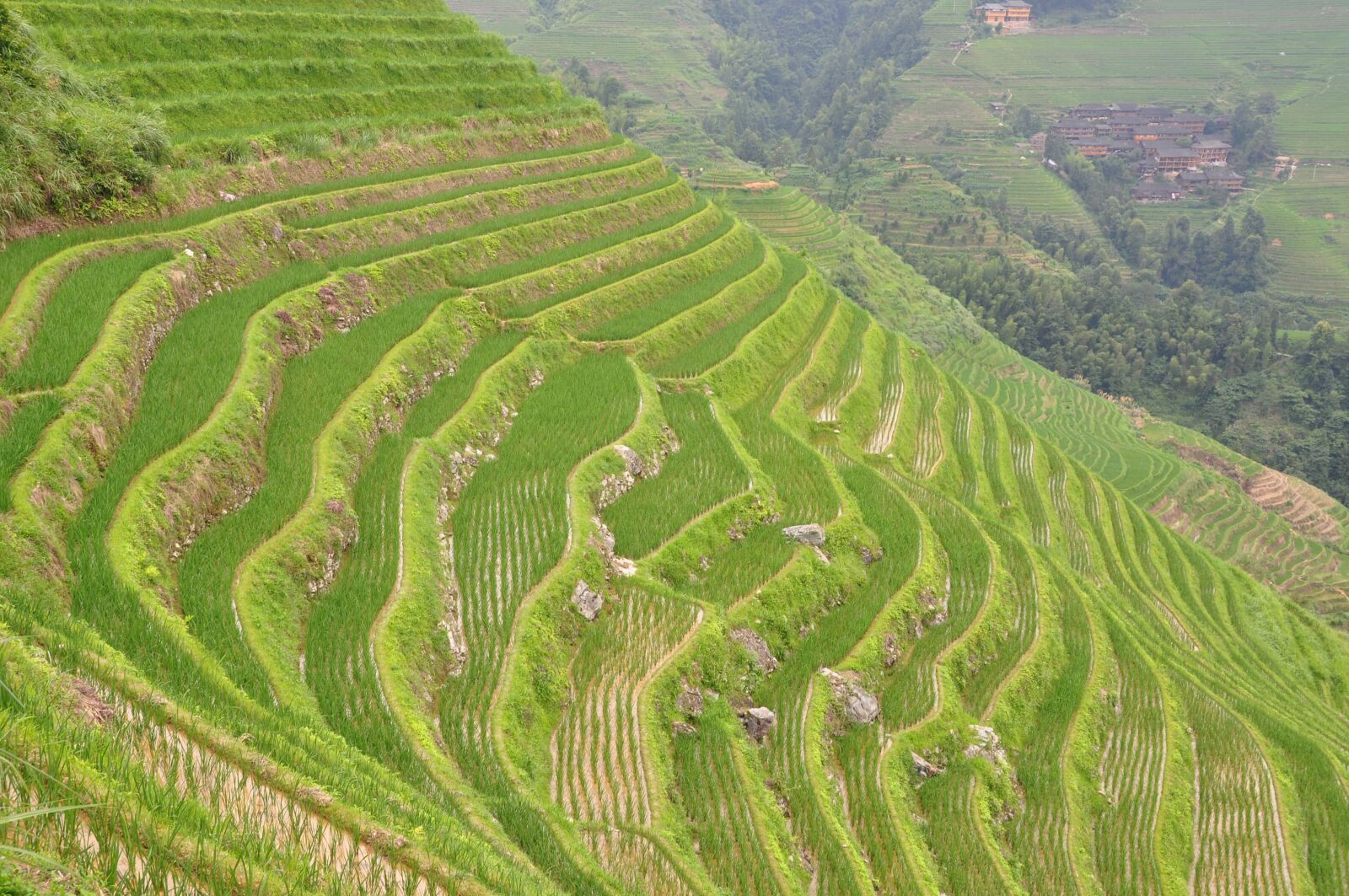Nikon D90 sample photo. Rice, field, landscape photography