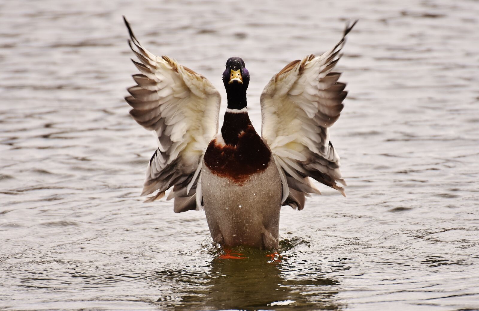Nikon D7200 sample photo. Drake, duck water, water photography