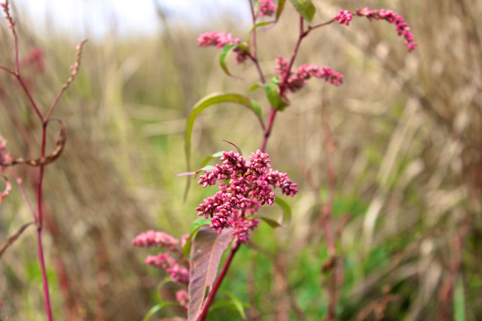 Canon EOS 600D (Rebel EOS T3i / EOS Kiss X5) sample photo. Grass, makro, pink, plant photography