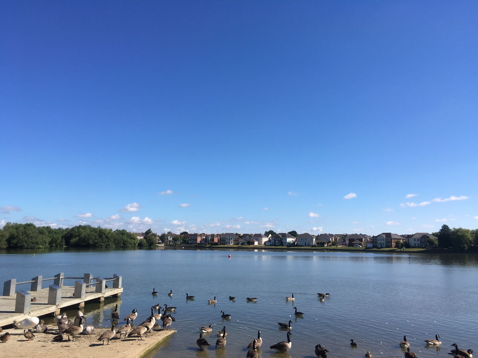 iPhone SE back camera 4.15mm f/2.2 sample photo. Blue sky, ducks, lake photography