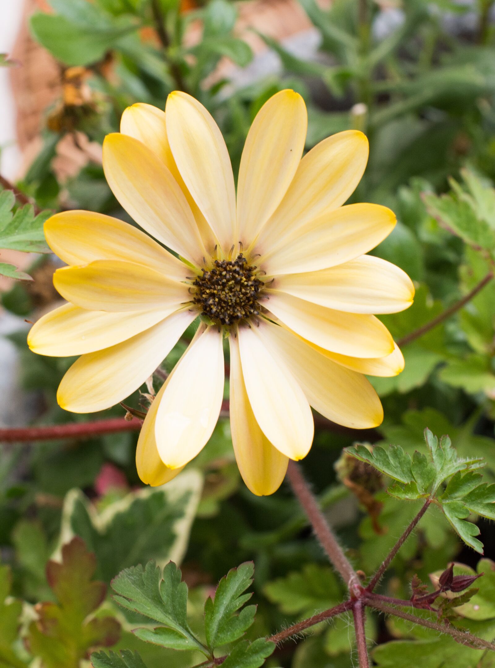 Nikon D7200 sample photo. Flower, blossom, bloom photography
