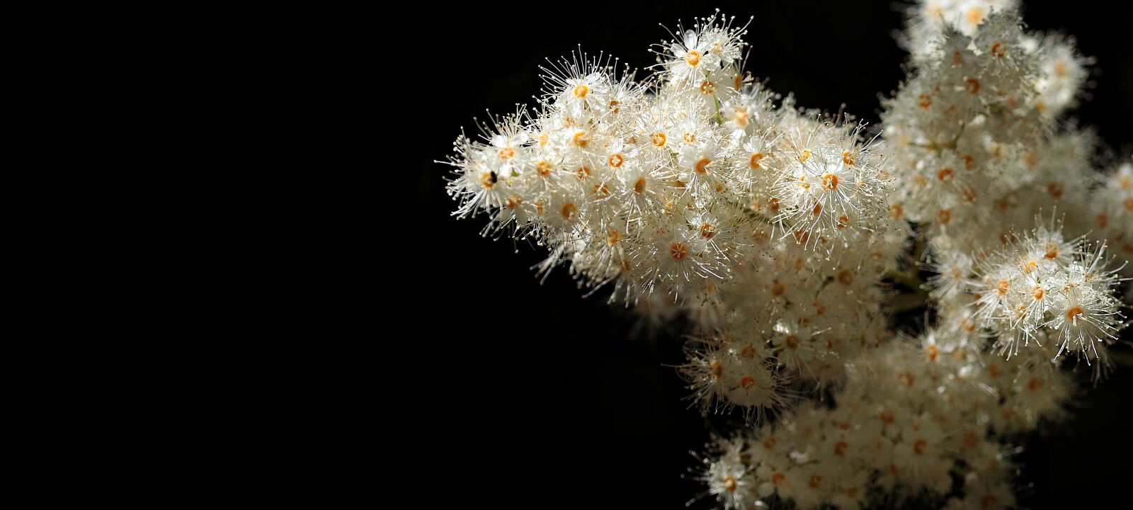 Canon EOS 80D sample photo. Flowers, tree blossoms, flowering photography