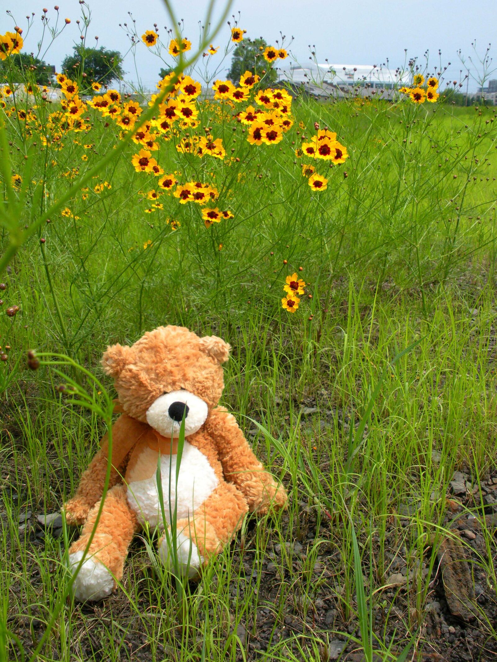 Nikon Coolpix S550 sample photo. Teddy bear, daisies, field photography