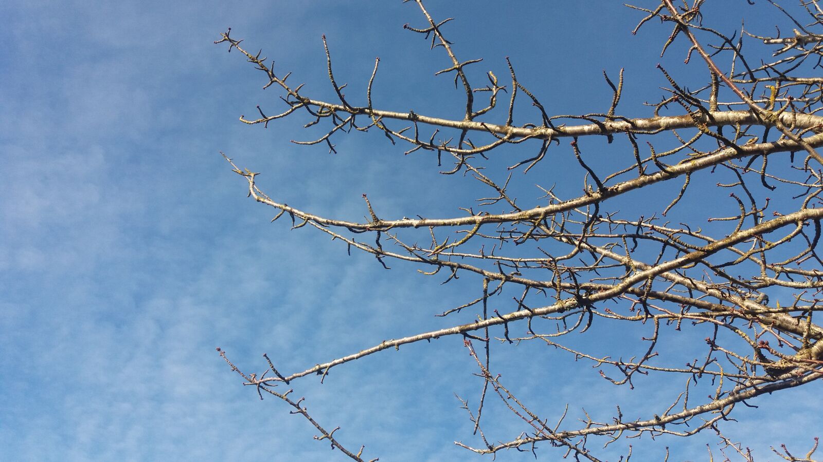 Samsung Galaxy J5 sample photo. Blue sky, branch, clouds photography