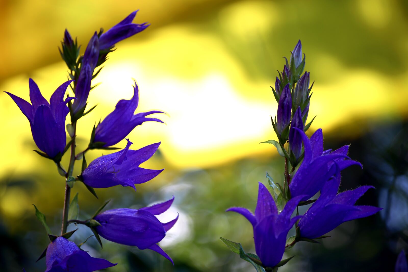 Canon EOS 6D sample photo. Nature, flower, plant photography