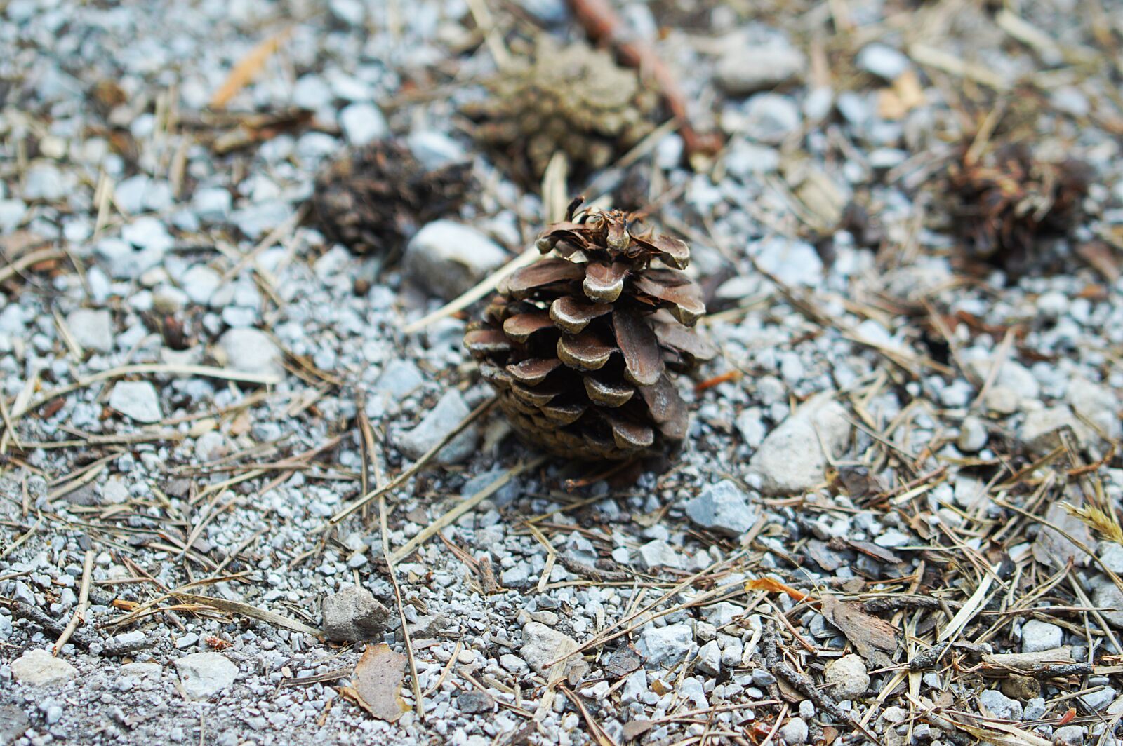 Nikon D3200 sample photo. Tap, tree, seeds photography