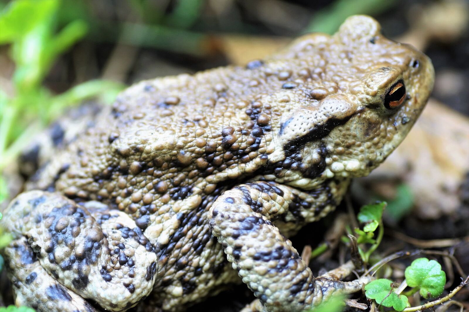 Sony SLT-A58 sample photo. Toad, general, bufo bufo photography