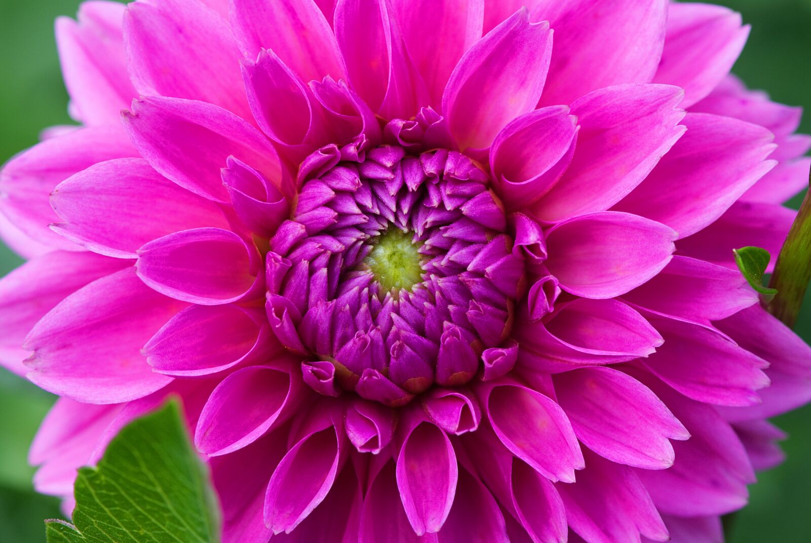 Nikon D7200 sample photo. Dahlia, dahlias, asteraceae photography