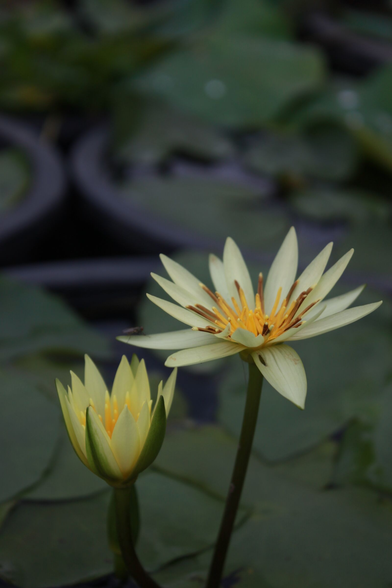 Canon EOS 500D (EOS Rebel T1i / EOS Kiss X3) sample photo. Kite, lotus, water lilies photography