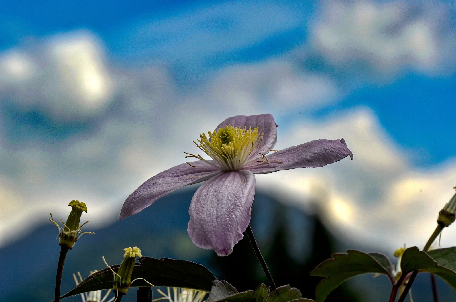 Nikon D7000 sample photo. Clematis, flower, nature photography