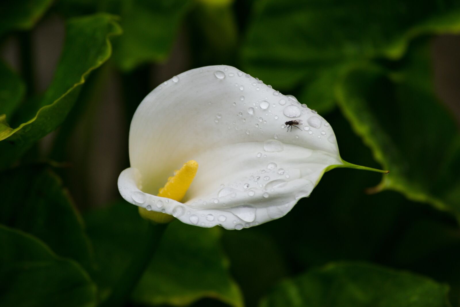 Nikon D5300 sample photo. Flower, plant, flora photography