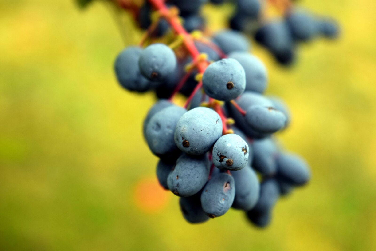 Nikon D3300 sample photo. Fruit, nature, macro, blue photography