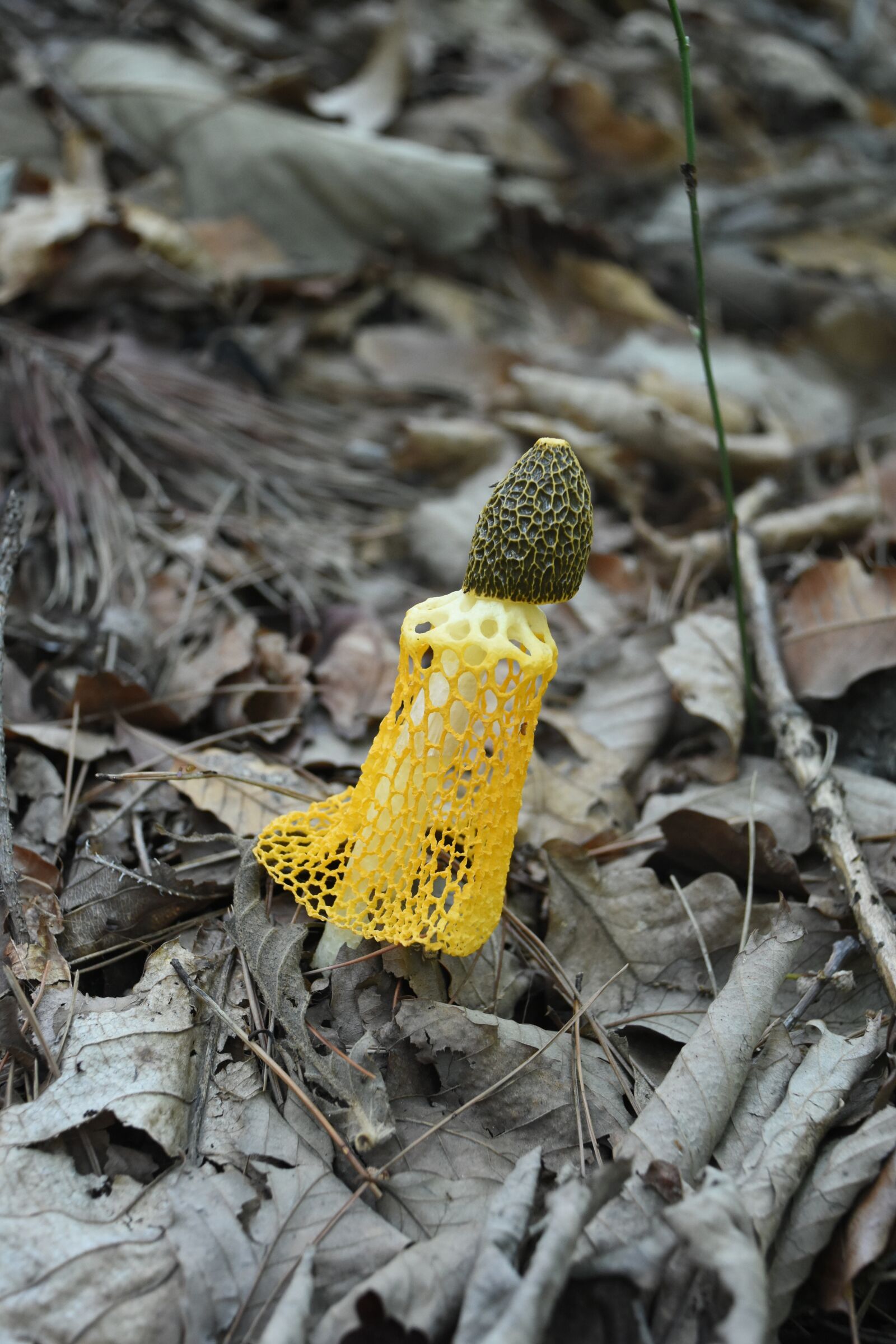 Nikon D7200 sample photo. Mushroom mantle, yellow, wild photography