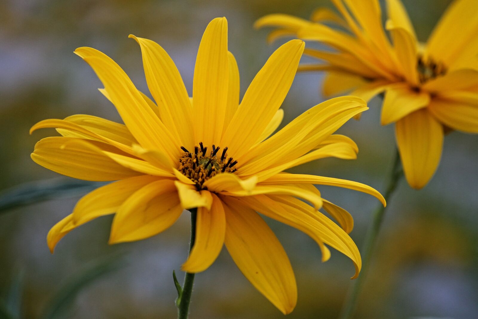 Canon EOS 1100D (EOS Rebel T3 / EOS Kiss X50) sample photo. Flower, yellow, blossom photography
