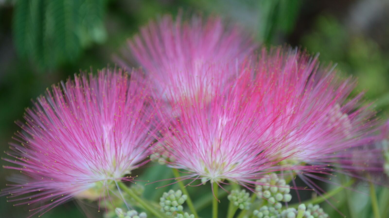 Nikon D5100 sample photo. Flowers, pink, nice photography