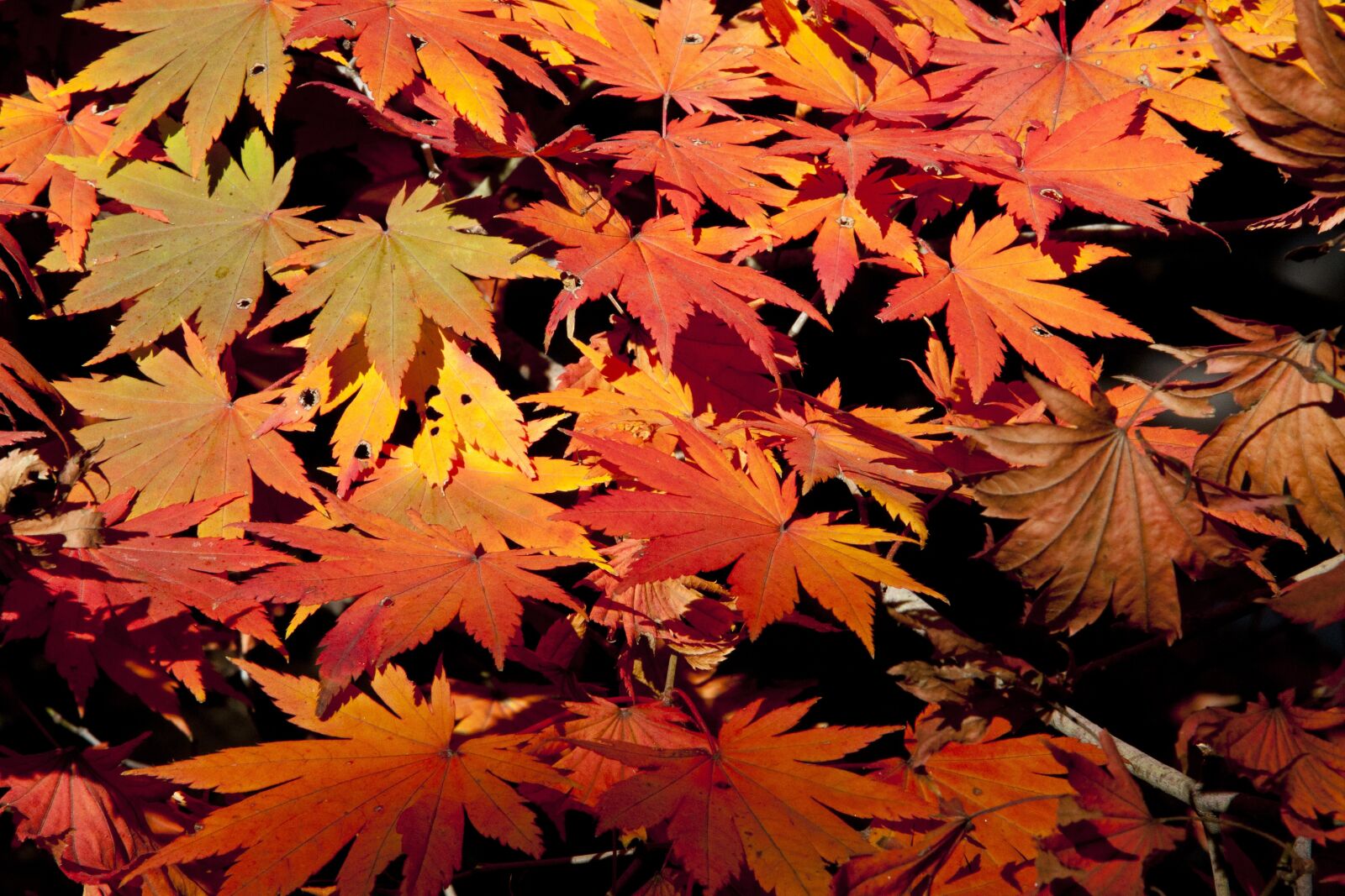 Canon EOS 5D sample photo. Autumn leaves, leaves, autumn photography