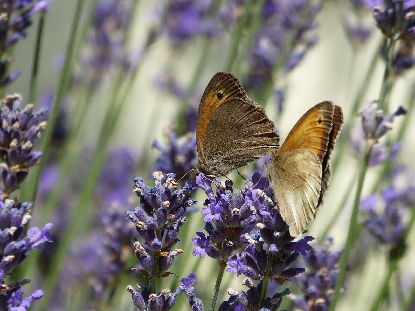 Panasonic Lumix DMC-FZ150 sample photo. Butterfly, flower, nature photography