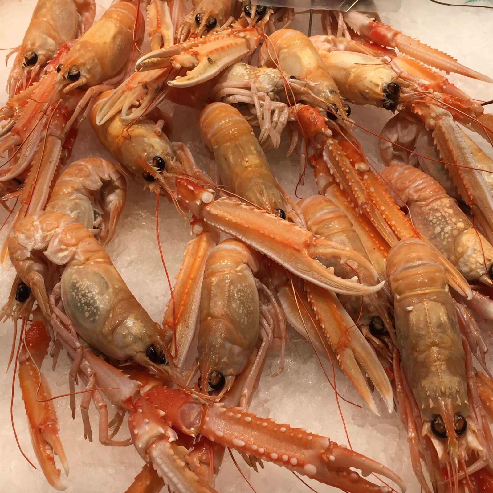 iPhone 6 back camera 4.15mm f/2.2 sample photo. Fish, langoustine photography