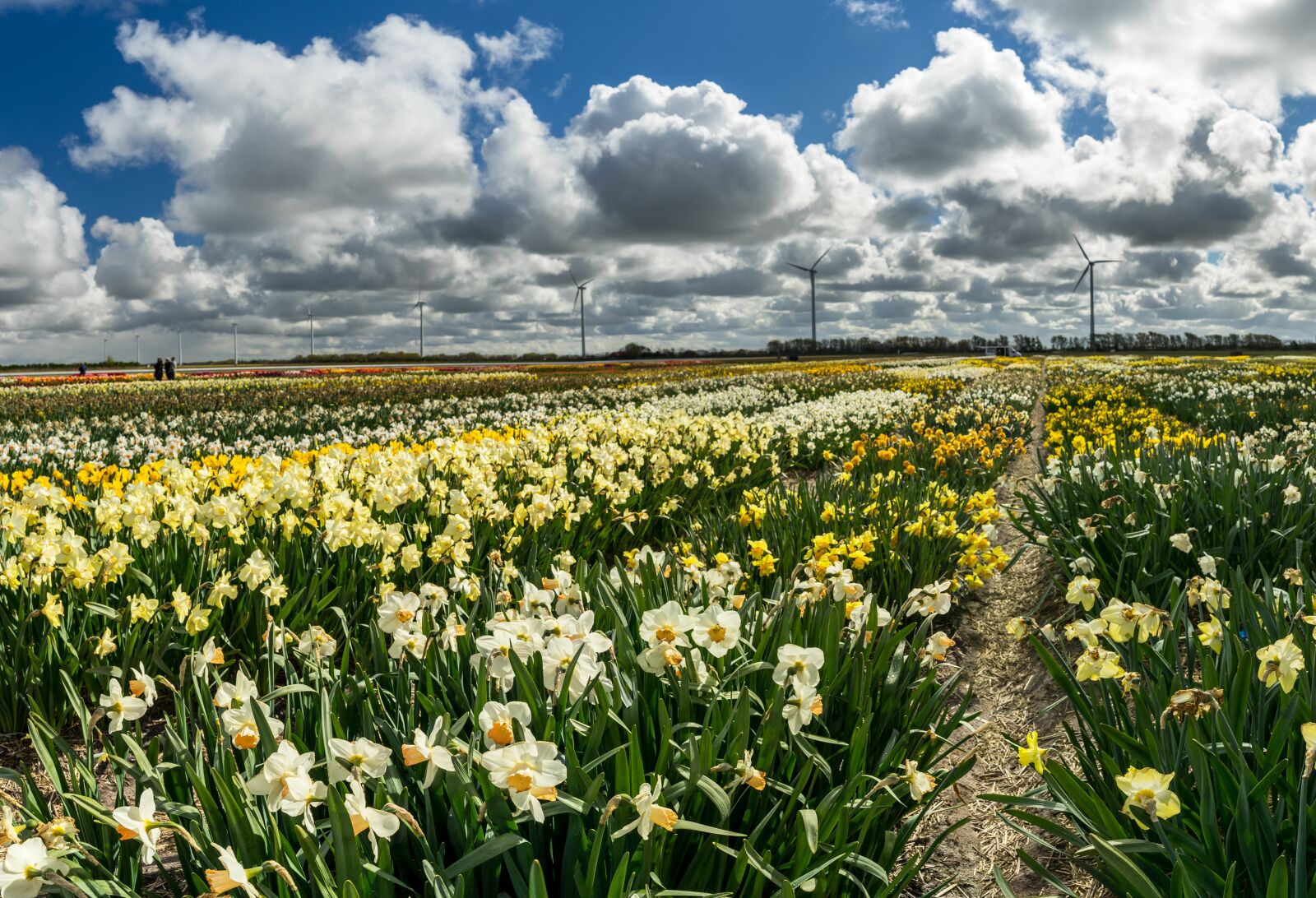 Sony a7 II + ZEISS Batis 25mm F2 sample photo. Flowers, netherlands, holland photography