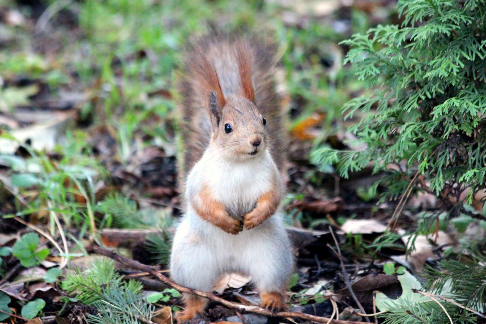 Canon EOS 650D (EOS Rebel T4i / EOS Kiss X6i) sample photo. Squirrel, red squirrel, rodent photography