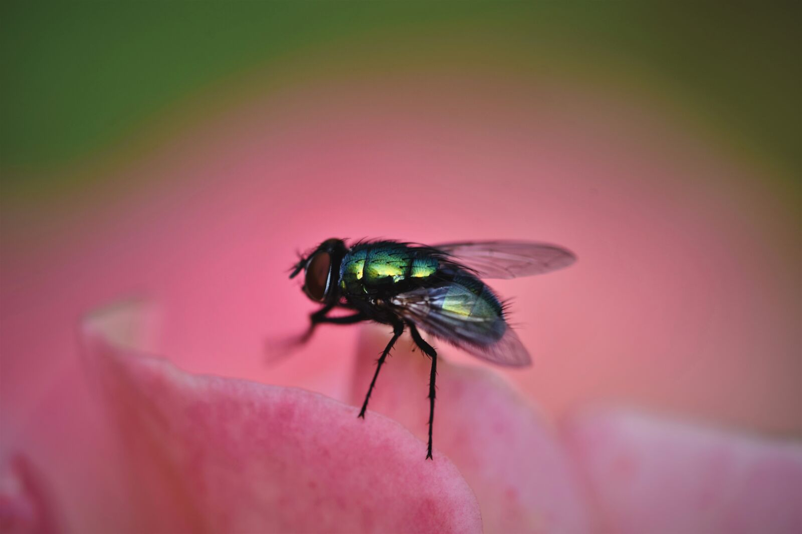 Nikon D7200 sample photo. Fly, insect, wing photography