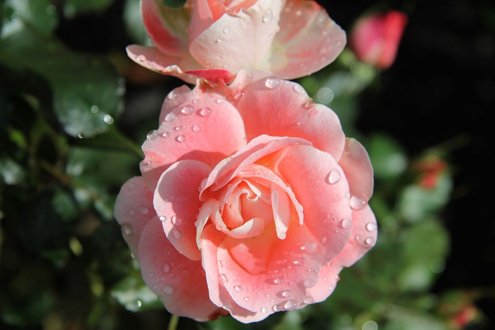 Canon EOS 60D sample photo. Roses, pink, flowers photography