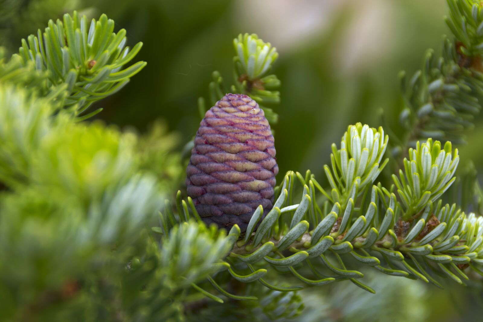 Canon EOS 600D (Rebel EOS T3i / EOS Kiss X5) sample photo. Pineapple, pine, tree photography
