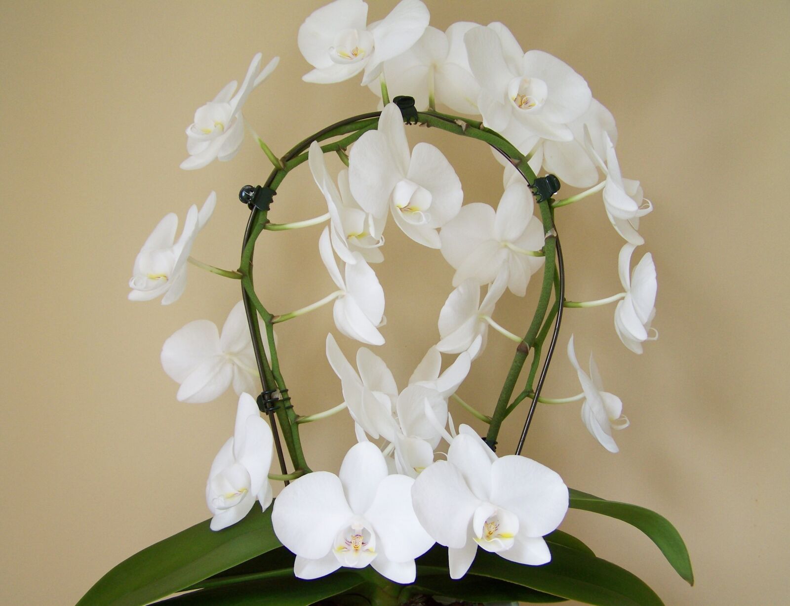 Kodak EASYSHARE ZD710 ZOOM DIGITAL CAMERA sample photo. Orchid, white flower, room photography
