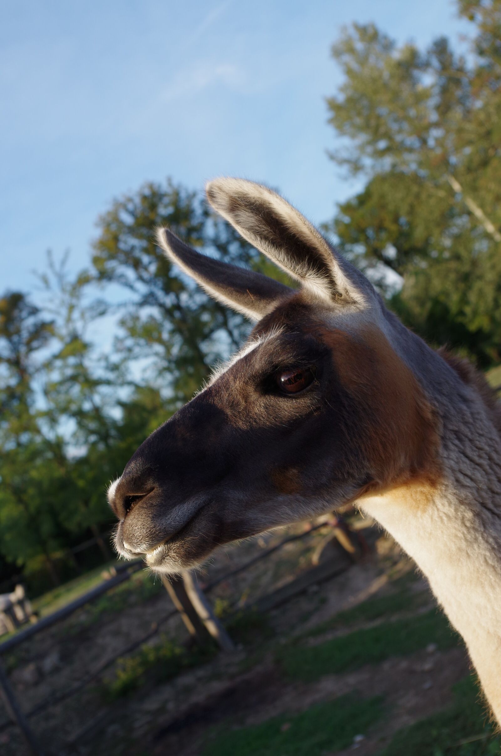Pentax K-500 sample photo. Lama, animal, farm photography