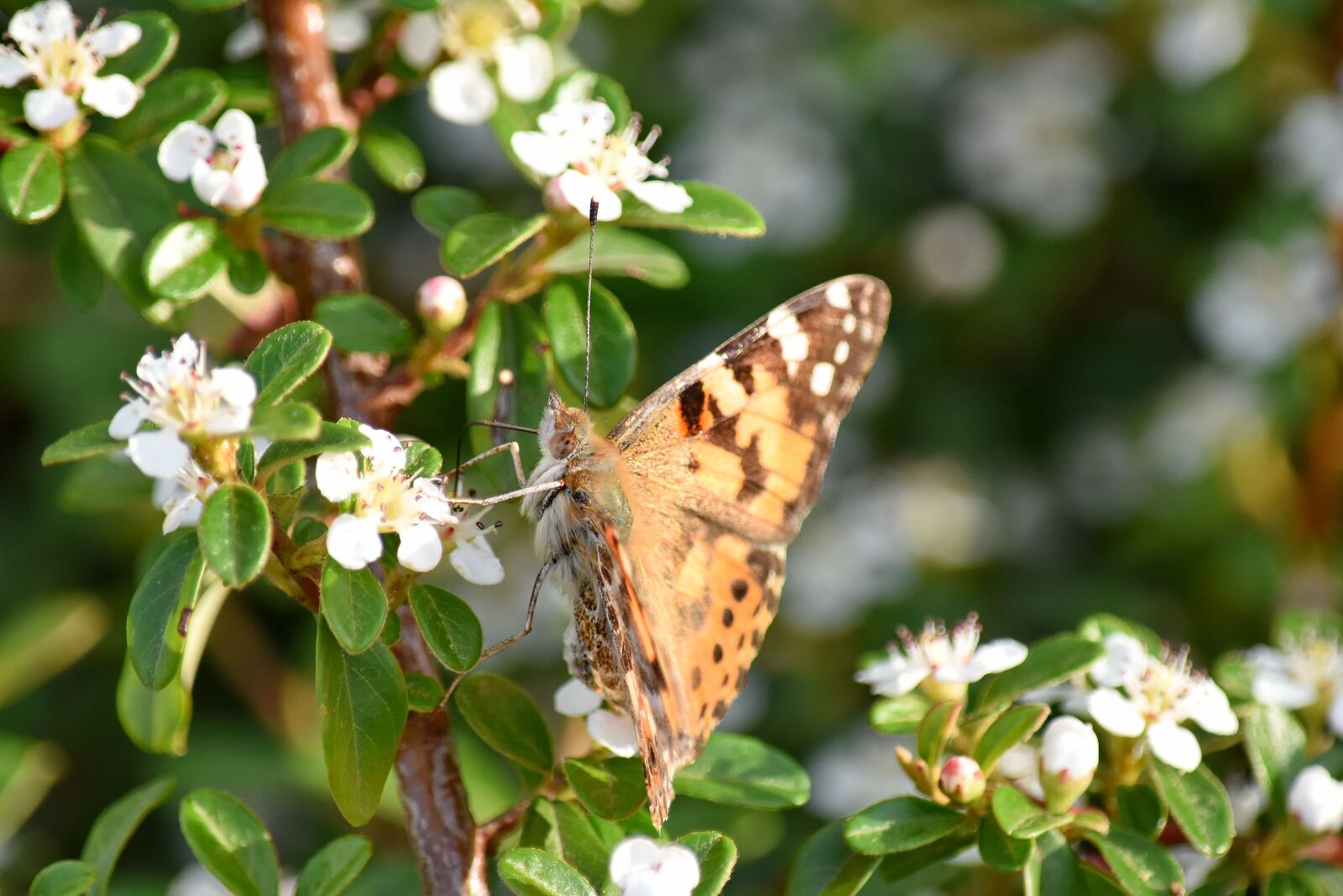 Nikon D5500 sample photo. Butterfly flower, butterfly plant photography