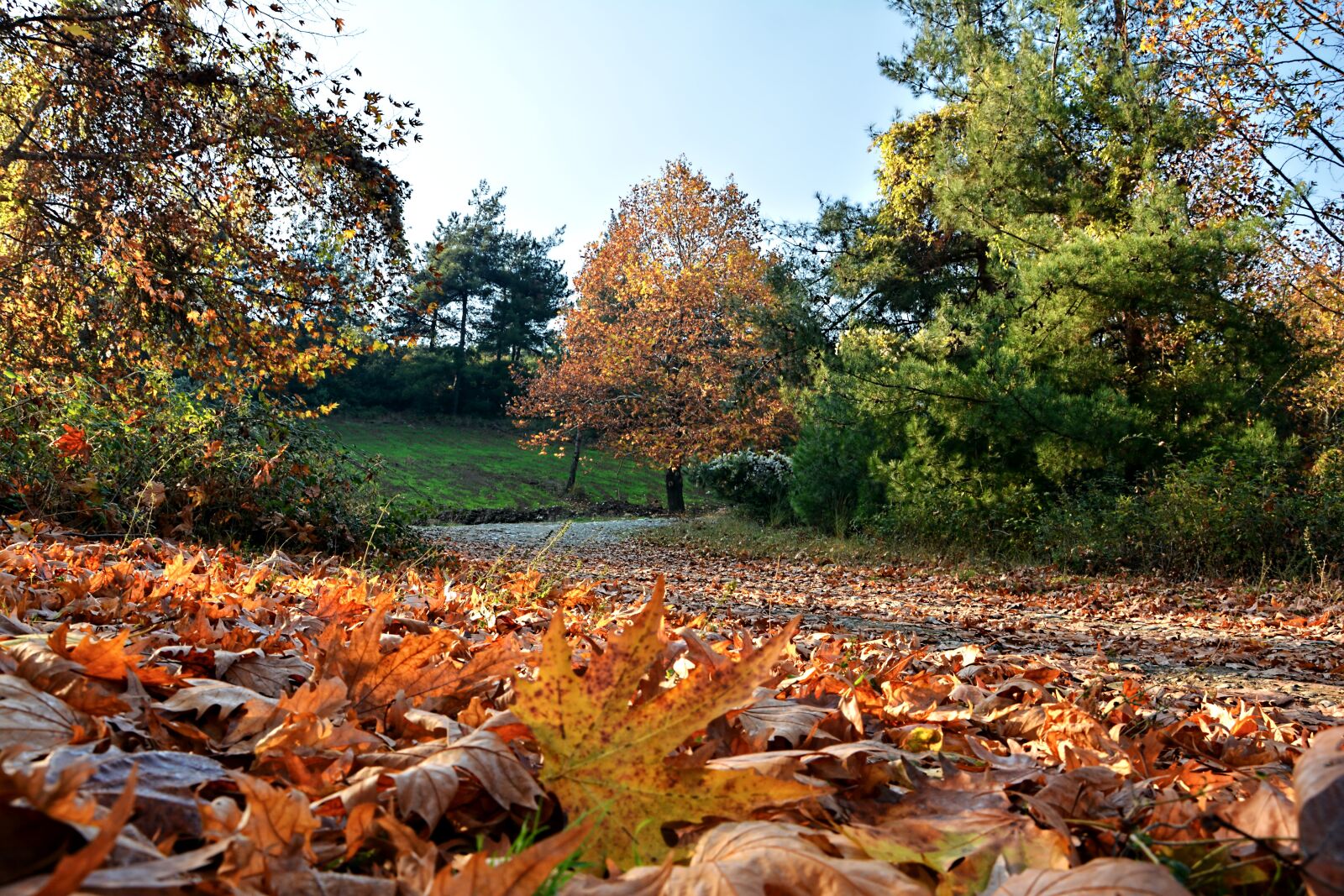 Nikon D7100 sample photo. Autumn, season, nature photography