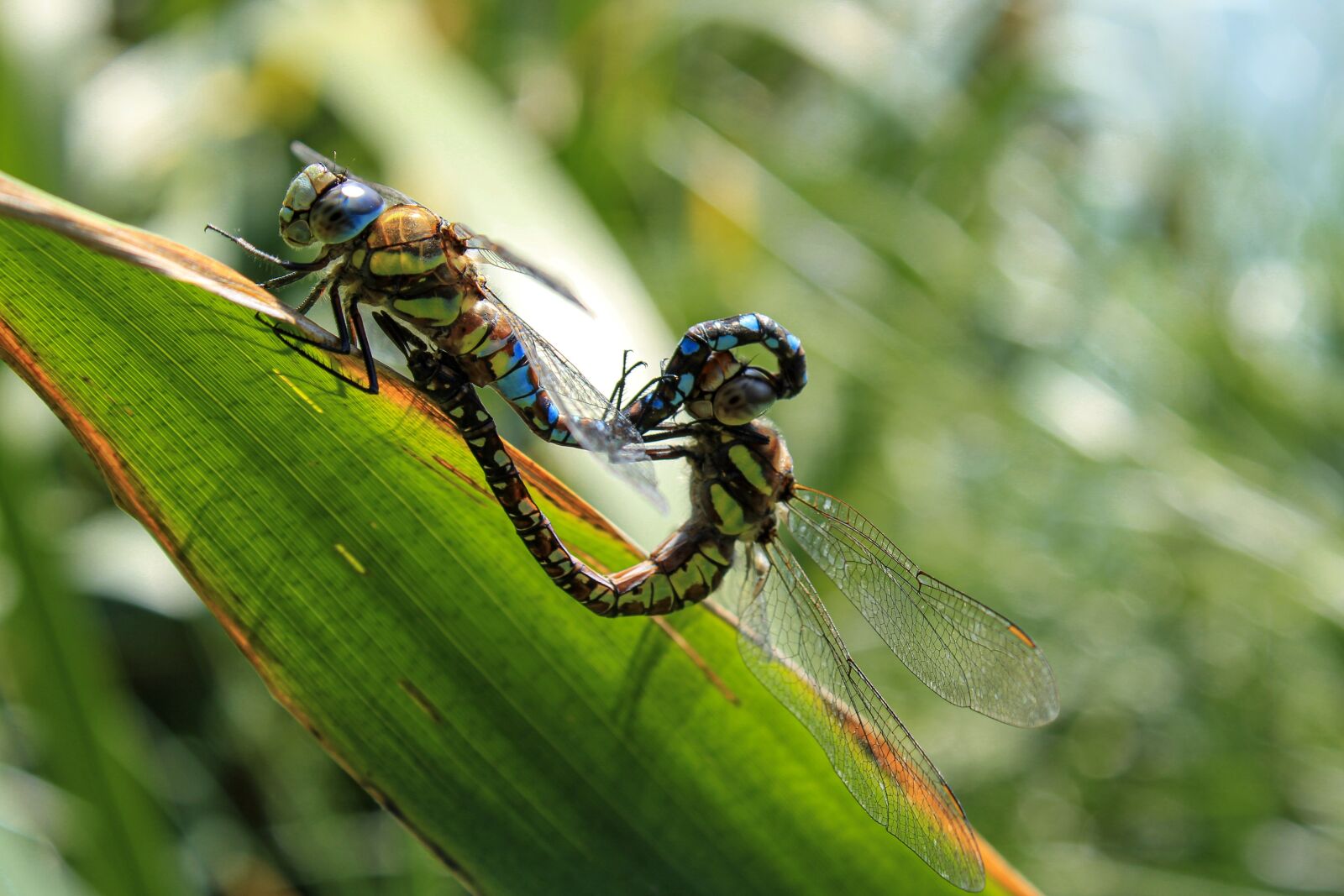Canon EOS 2000D (EOS Rebel T7 / EOS Kiss X90 / EOS 1500D) sample photo. Dragonfly, wings, insect photography