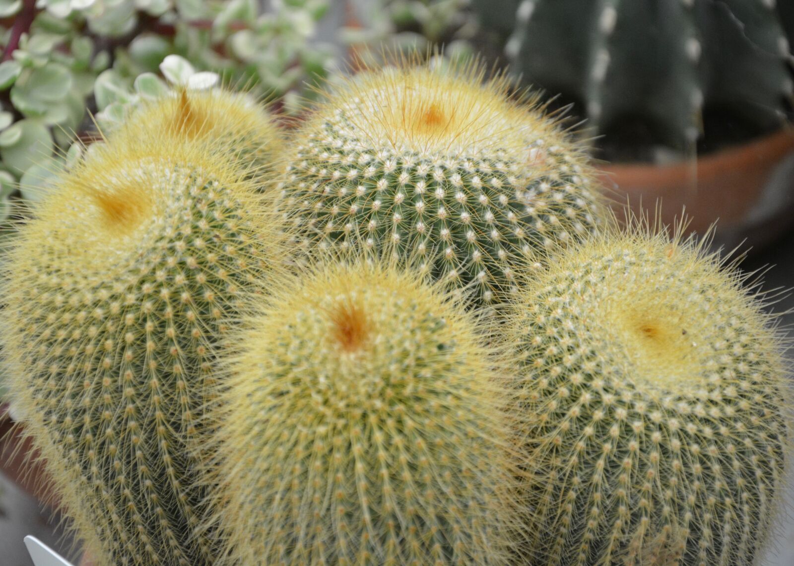 Nikon D5200 sample photo. Cactus, plant spicy, thorns photography