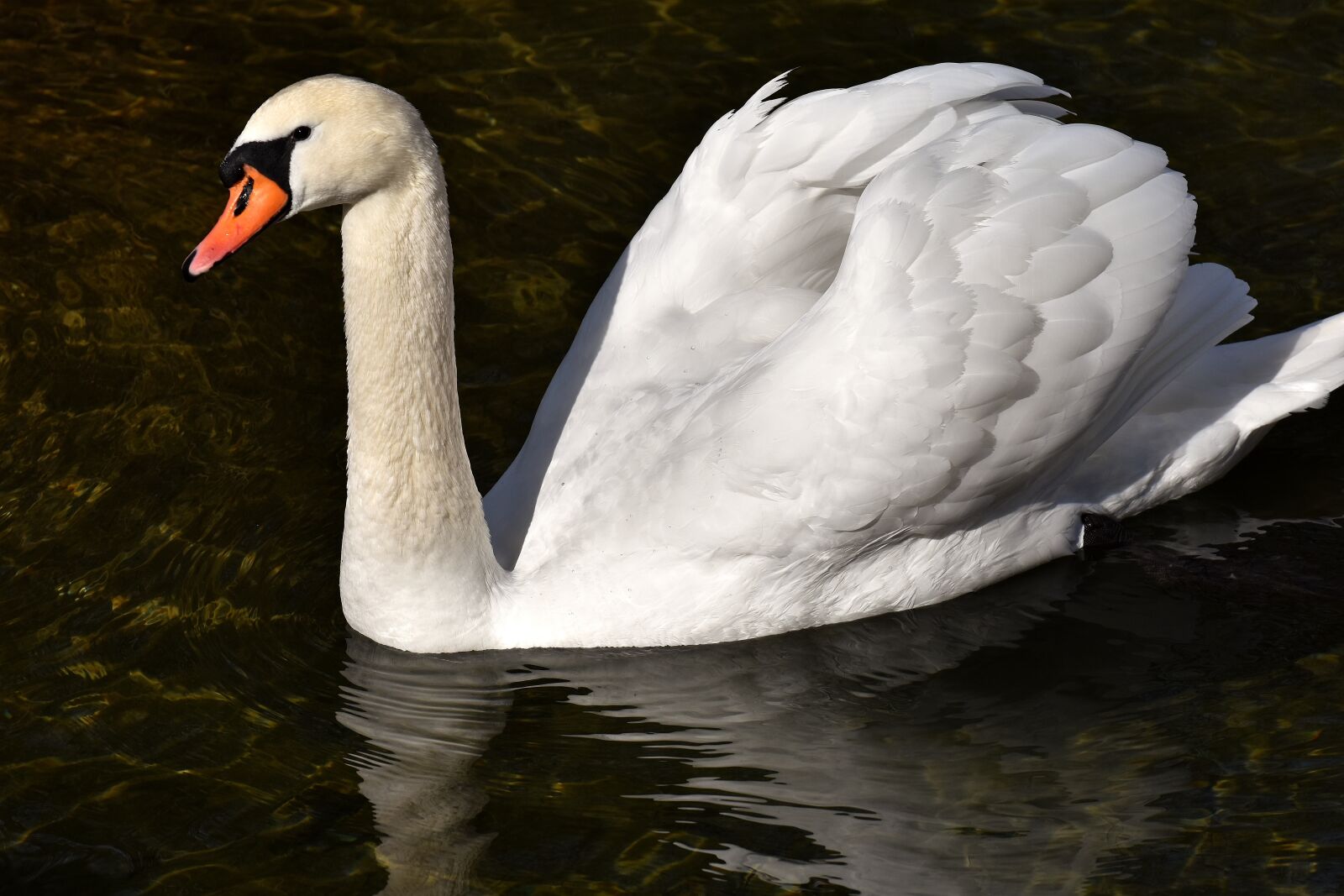 Nikon D7200 sample photo. Swan, elegant, noble photography