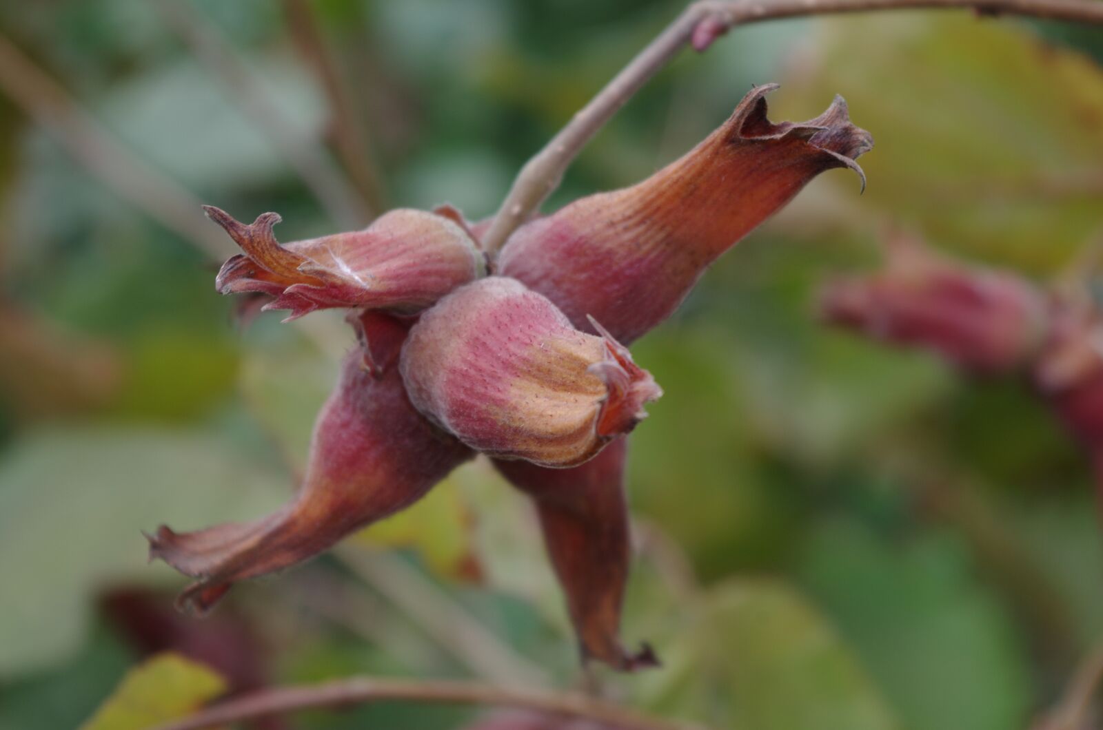 Pentax K-500 sample photo. Hazel, tree, walnut photography