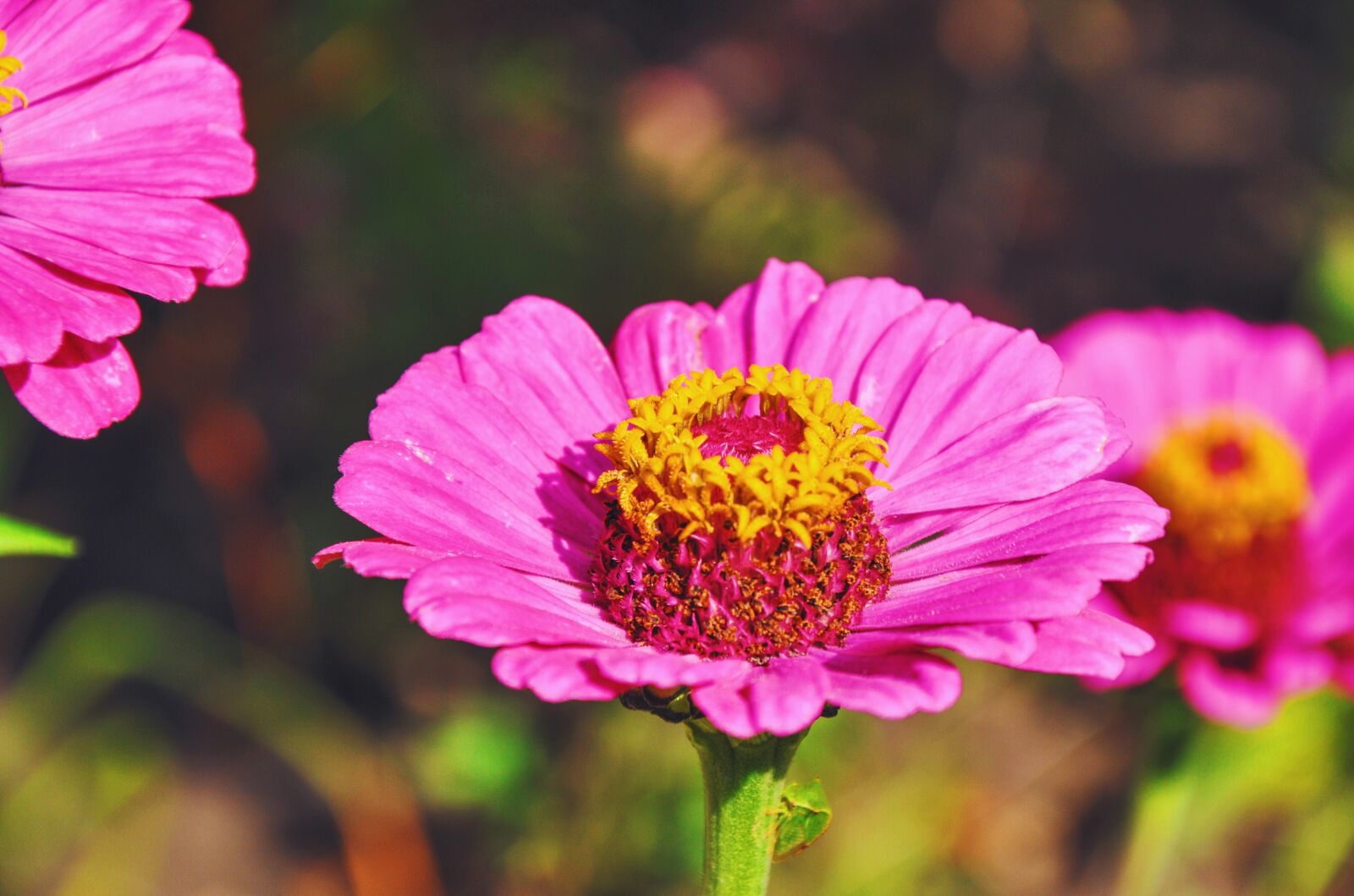 Nikon D90 sample photo. Flowers, garden, nature photography