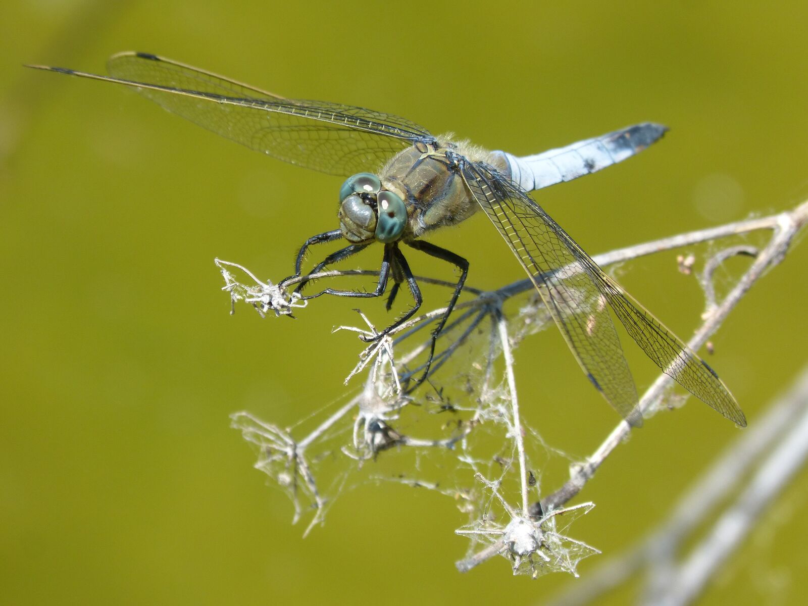 Panasonic DMC-FZ62 sample photo. Dragonfly, libellula fulva, blue photography