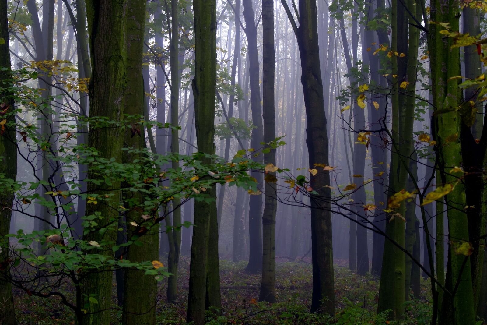 Pentax K-S2 sample photo. The fog, forest, tree photography