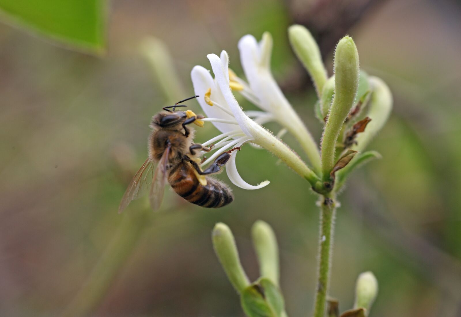 Canon EOS 5D Mark II sample photo. Bee, flower, nature photography