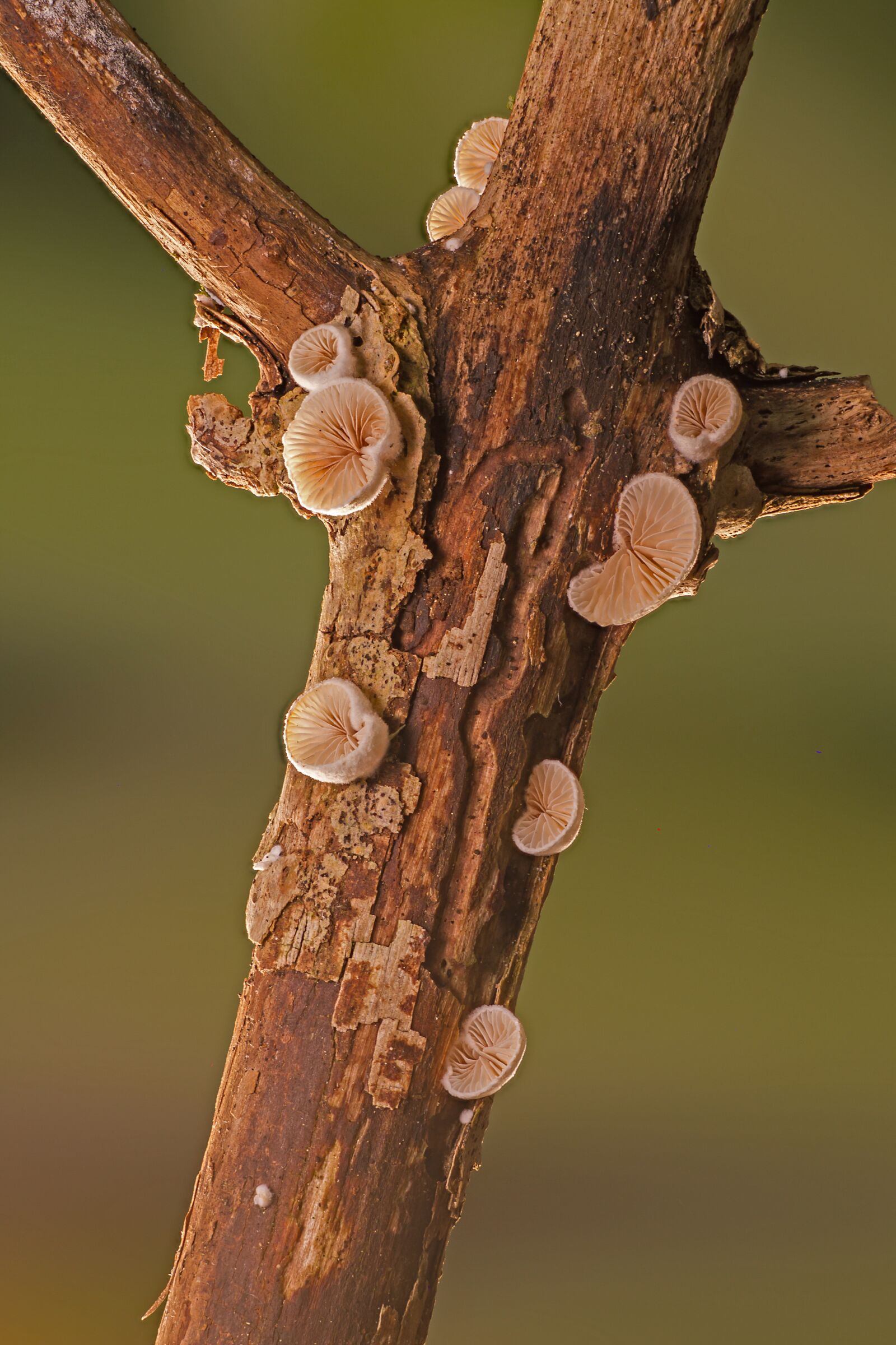 Canon EOS 7D sample photo. Mushroom, wood fungus, small photography